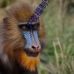 午夜福制92視頻