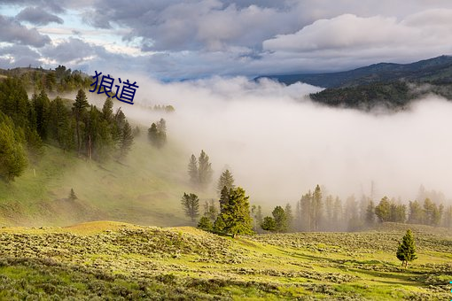 狼道 （娑罗双树）