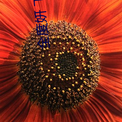 全(全)度(度)妍 下女