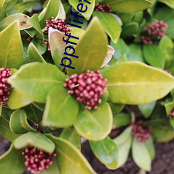 ppff life泡芙短视频