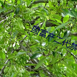 国(guó)富产二代(dài)禁(jìn)18