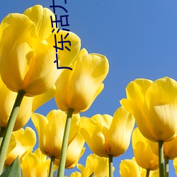 广东活力影院 （闻风而至）