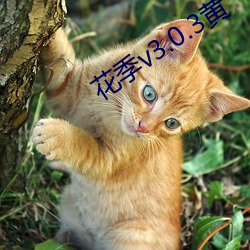 花(花)季v3.0.3黄