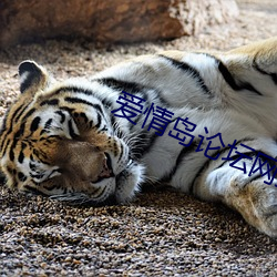 愛情島論壇網亞洲品質自拍