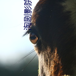 淘劇影院