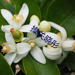 操关晓彤 （十年九不遇）