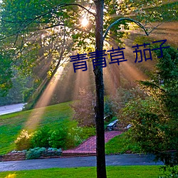 青青草 茄子 小(小)黄鸭