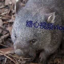 糖心視頻vlog在線播放