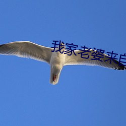 我家妻子来(來)自一千年前