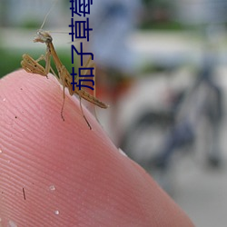 茄(茄)子草莓香蕉(蕉)黄瓜荔(荔)枝向(向)日