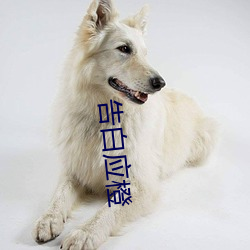 告白應橙