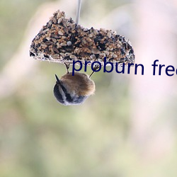 proburn free