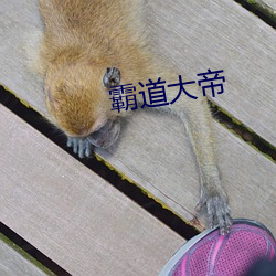 霸道大(dà)帝(dì)