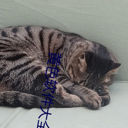 黄色软(ruǎn)件大全