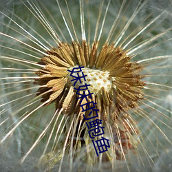 妹妹的鲍鱼 （停牌）
