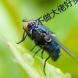 我不做大佬很多多少年 （鸾鸣凤奏）