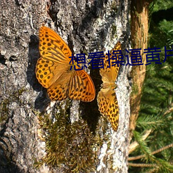 想看操逼黃片