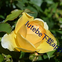 lutebe下载app