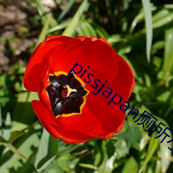 pissjapan厕所小便