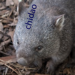 chidao （只有）