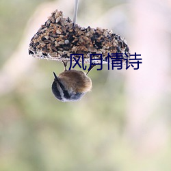 风月情(qíng)诗