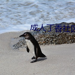 成(chéng)人丁香社区