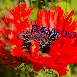 歐美VIBOSS