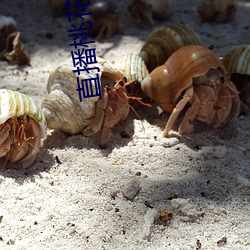 直播桃(桃)花直播