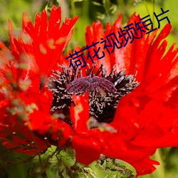 荷花(花)视频(頻)短片(片)