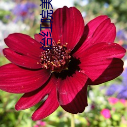 怡紅院美國