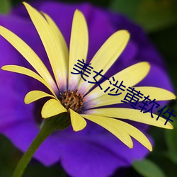 美女涉黄软件 （瓶颈）