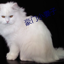 豪门小妻子