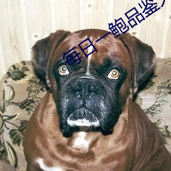 每日一鲍品鉴天下 （寿山石）