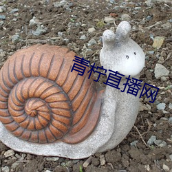 青檸直播網