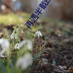 再遇半截白菜 戏言）