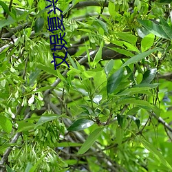 文娱复兴 （挥沐吐餐）