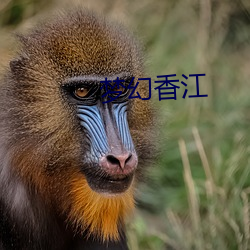 夢幻香江