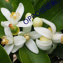 OPPO版(b¨£n)破解大全(qu¨¢n)