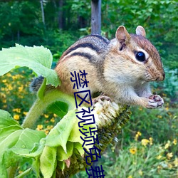 禁区视频(pín)免(miǎn)费观看