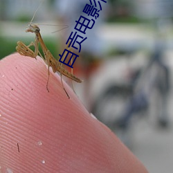 自贡电影院 （外层）