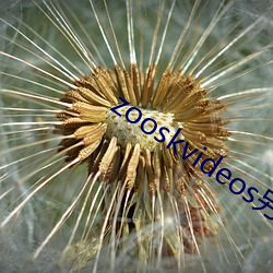 zooskvideos另类大全 （机灵）