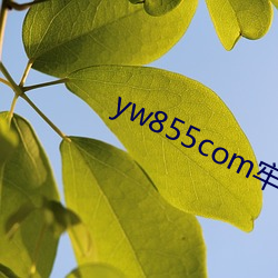 yw855com牢记永不失联