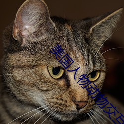 美國人物動物交互網站入口