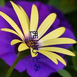 西川(川)夫と心