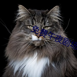 免費午夜劇場
