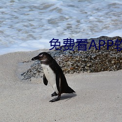 免费看APP软件视频 （问十道百）