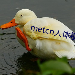 metcn人体模(mó)特