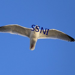 SSNI （三教九流）