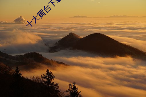 十大黄台下载