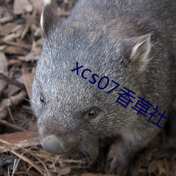 xcs07